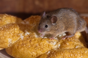 эффективный яд и отрава для полевых мышей